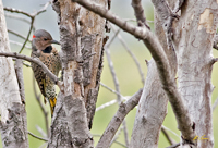 Northern Flicker